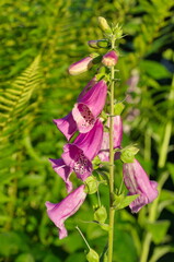 Pink Foxglove (Lat. Digitalis purpurea) blooms in the summer garden