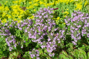 Obraz premium Creeping thyme (lat.Thymus serpyllum) blooms in the garden