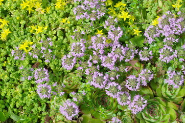 Molodilo (lat. Sempervivum), ochitok caustic (lat. Sedum acre) and thyme creeping (lat.Thymus serpyllum) on a flower bed in the garden, background