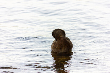 Wild ducks - Mallard duck swim in the reservoir in autumn.