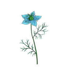 vector drawing nigella