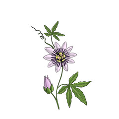 vector drawing passiflora - obrazy, fototapety, plakaty