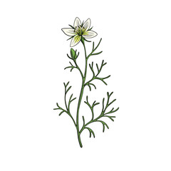 vector drawing wild rue