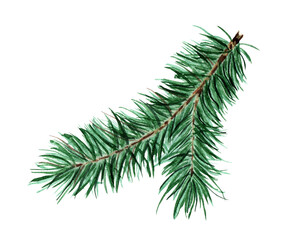 Green, fluffy coniferous branch. Christmas, New Year Watercolor illustration of fir, pine, fir. Isolated on white background. Drawn by hand.