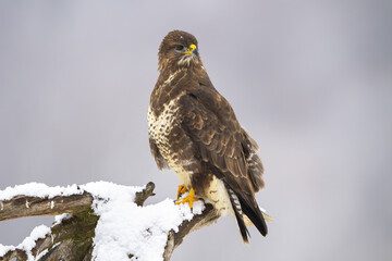 Common buzzard, buteo buteo, sitting on snowy trunk in winter nature. Magnificent bird of prey...