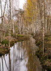 autumn landscape with a bog ditch, colorful trees on the side of the ditch, white birch trunks and yellow leaves reflected in the water of a dark bog ditch