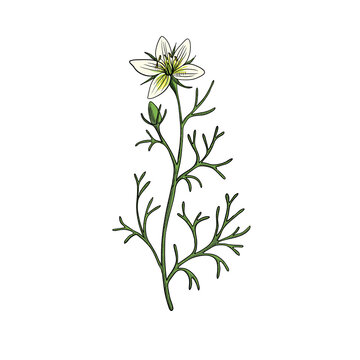 vector drawing wild rue