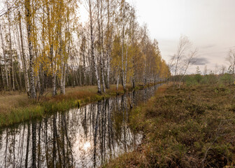 autumn landscape with a bog ditch, colorful trees on the side of the ditch, white birch trunks and yellow leaves reflected in the water of a dark bog ditch
