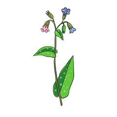 vector drawing lungwort