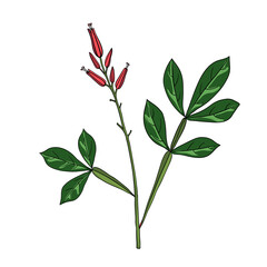 vector drawing amargo, bitter-wood