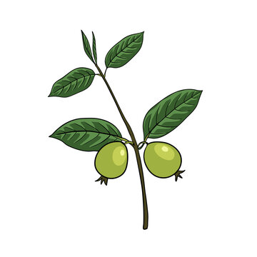 vector drawing guava tree