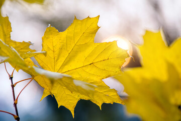 Autumn background-yellow maple leaves in the city Park
