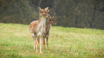 Three fallow deer, dama dama, does standing on a field in autumn nature. Family of wild spotted animals observing on meadow with green grass in fall with copy space.