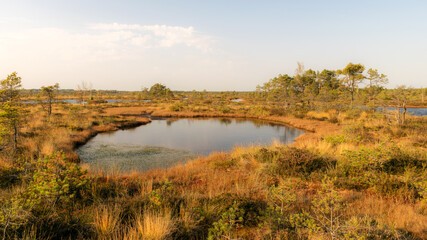 bog landscape, bog vegetation painted in autumn, small bog lakes, islands overgrown with small bog pines, grass, moss cover the ground