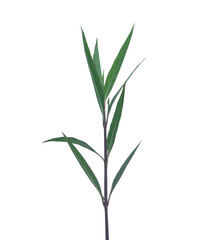 plant isolated on white background