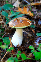 Cèpe, cep champignon en forêt