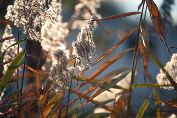 Riedgras im herbstlichen Sonnenlicht