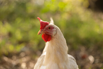 hen chicken free range in the meadow