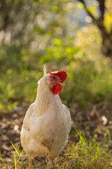 hen chicken free range in the meadow