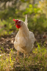hen chicken free range in the meadow