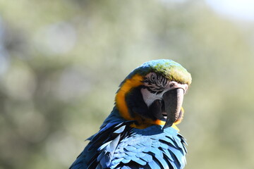 ルリコンゴウインコ