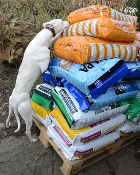 Sonderborg, Denmark - March 16, 2018: Awhite Dog Checks Out A Pallet Loaded With Many Bags Of Dog Food.