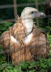 portrait of a vulture