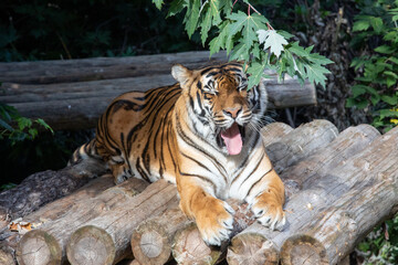 Fototapeta na wymiar Tiger posing for portrait