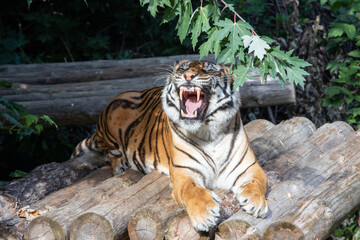 Tiger posing for portrait