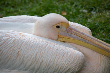 pelicans sittig on the grass