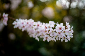 Flowering fruit trees in Spring or Late winter