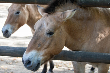 Horses in the city zoo