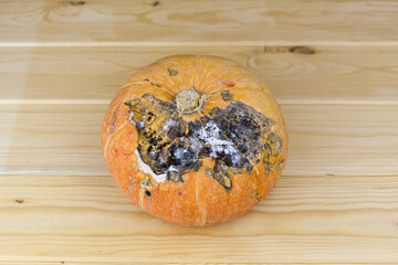Pumpkin that started to rot, close-up on a white background. The spoiled vegetables