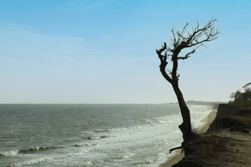 Slope with lonely tree on sea beach
