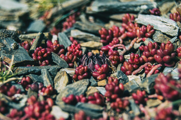 Close-up of a round, pointed purple plant surrounded by red leaves of sedum