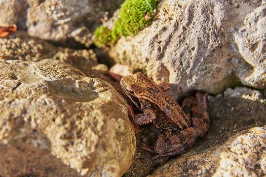 A frog, Slightly blurred in the sunlight, sits on light-colored rocks.