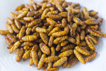 Fried silkwarms put on white plate as background. It is a high protein food.