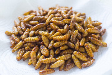 Fried silkwarms put on white plate as background. It is a high protein food.