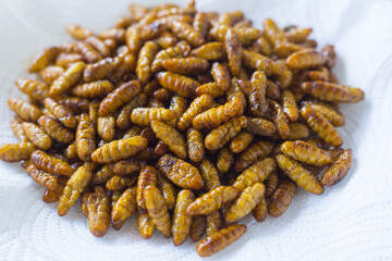 Fried silkwarms put on white plate as background. It is a high protein food.