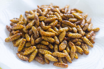 Fried silkwarms put on white plate as background. It is a high protein food.