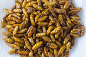 Fried silkwarms put on white plate as background. It is a high protein food.