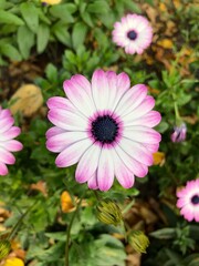 Obraz premium pink and white flowers