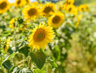 Obraz premium sunflower on side of the field