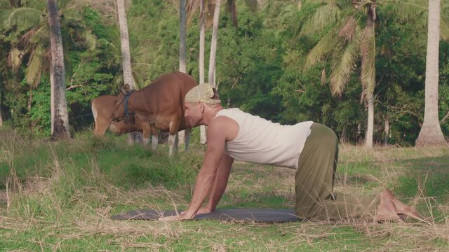 Full shot of fit sun-tanned Caucasian man getting down on yoga mat placed on ground of field surrounded by palm trees, cows grazing nearby. Sports person exercising in cat pose