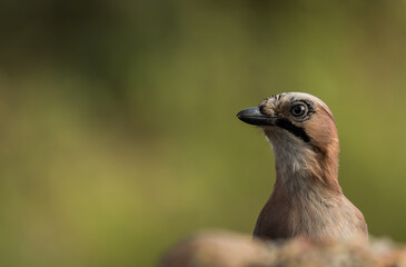 Eichelhäher (Garrulus glandarius) Portrait