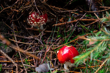 Versteckter Fliegenpilz im Schwarzwald