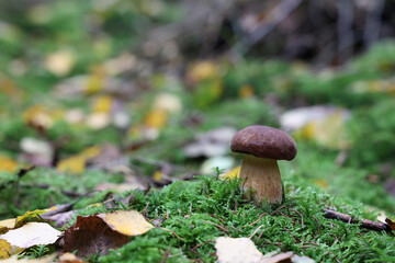 Beautiful boletus edulis mushroom in amazing green moss