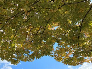 色づいた木の葉