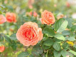 オレンジ色のバラ‐杏奈