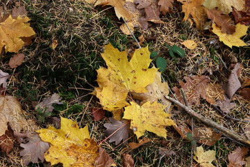 Maple leaves lie in the grass in autumn